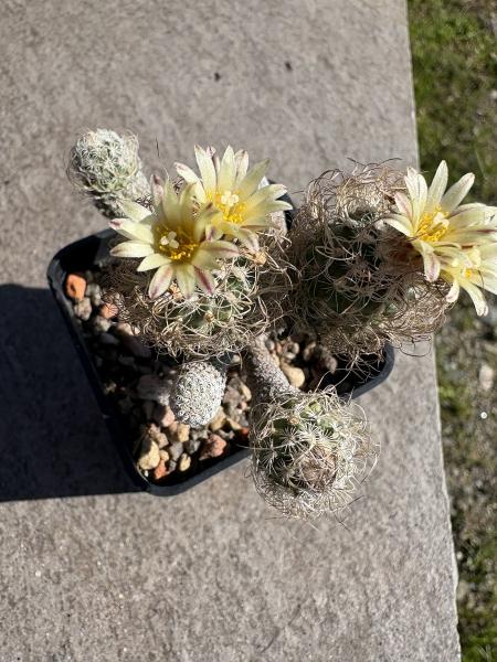 Turbinicarpus krainzianus minimus